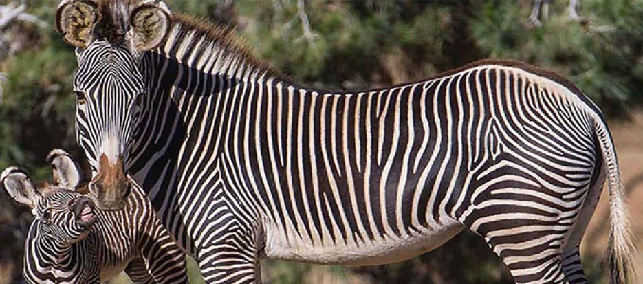 Kenya small group tours and Safari